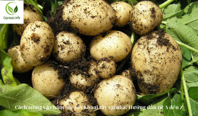 Cách trồng và chăm sóc cây khoai tây tại nhà: Hướng dẫn từ A đến Z