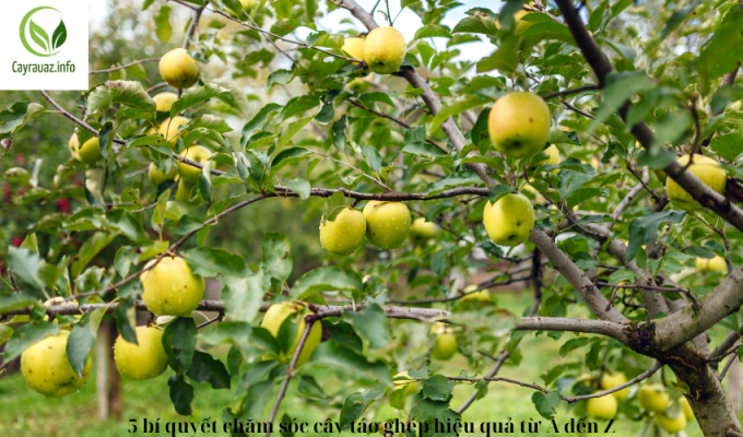 5 bí quyết chăm sóc cây táo ghép hiệu quả từ A đến Z