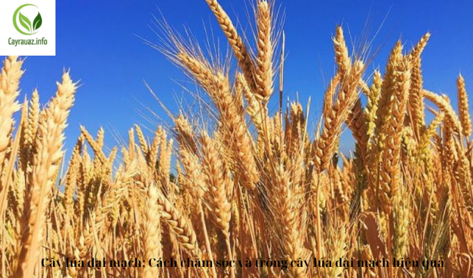 Cây lúa đại mạch: Cách chăm sóc và trồng cây lúa đại mạch hiệu quả